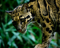 Nashville Zoo