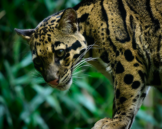Nashville Zoo