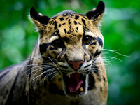 Nashville Zoo