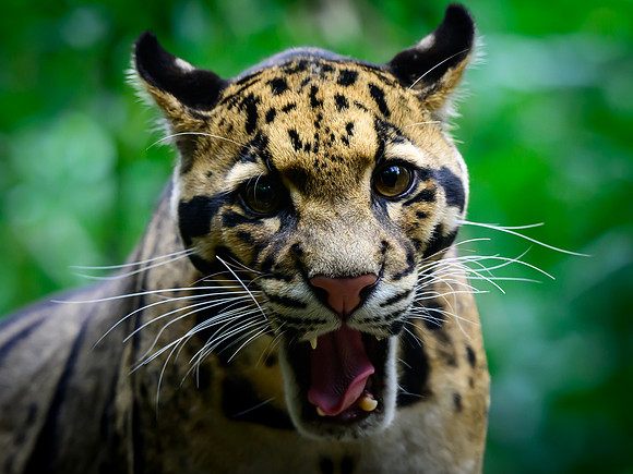 Nashville Zoo