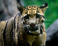 Nashville Zoo
