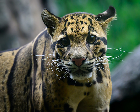 Nashville Zoo