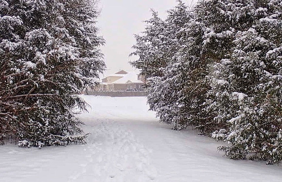 Winter Background 1