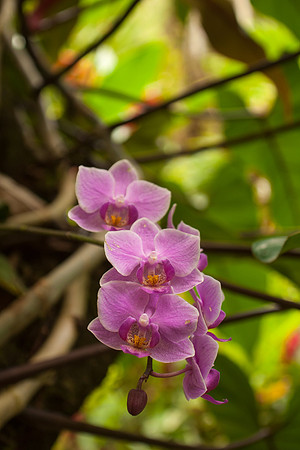 Orchids