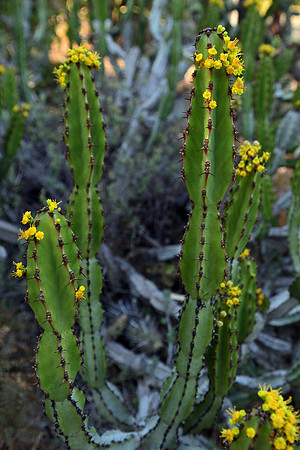 Cactus