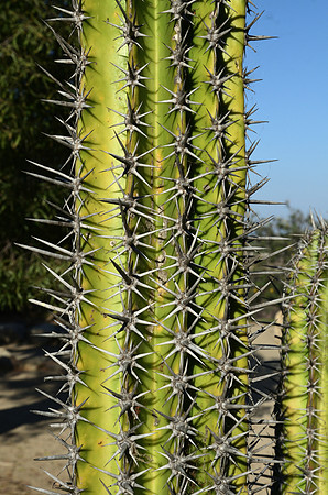 Cactus
