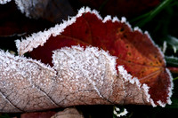 Macro and Insects