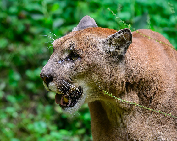 Nashville Zoo
