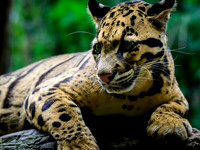 Nashville Zoo