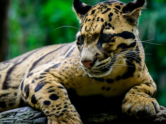 Nashville Zoo