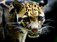 Nashville Zoo