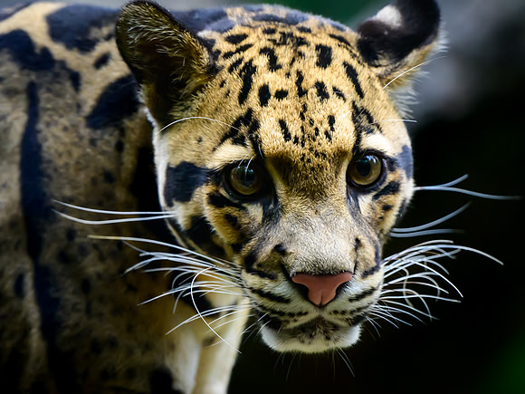 Nashville Zoo