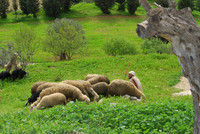 The Good Shepherd