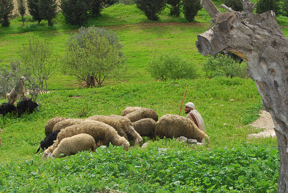 The Good Shepherd