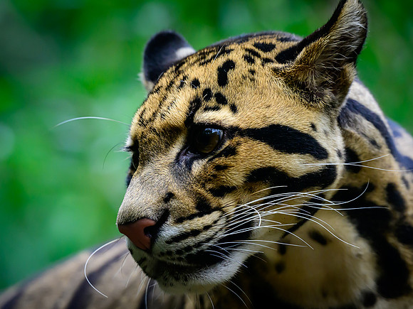Nashville Zoo