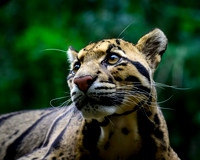 Nashville Zoo
