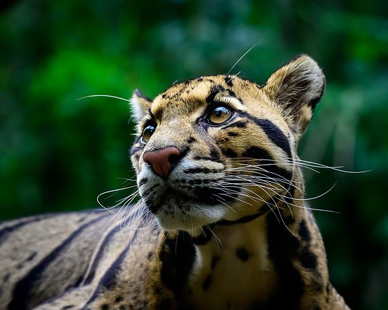 Nashville Zoo