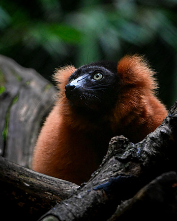 Nashville Zoo