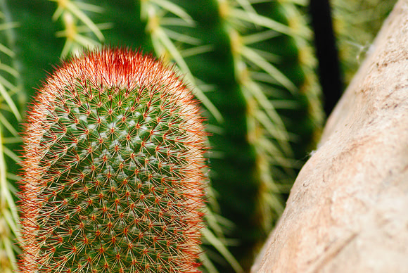 Cactus