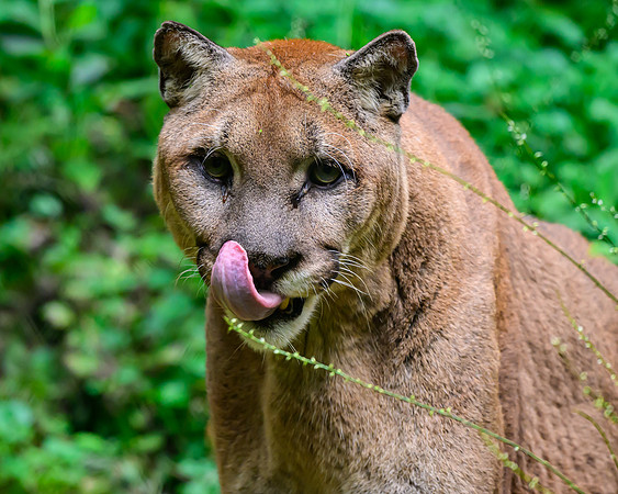 Nashville Zoo