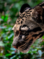 Nashville Zoo