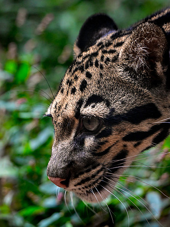 Nashville Zoo