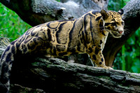 Nashville Zoo