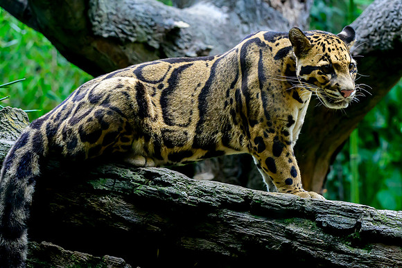 Nashville Zoo