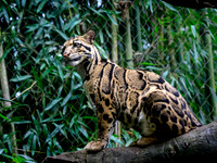 Nashville Zoo