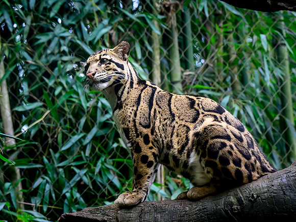 Nashville Zoo