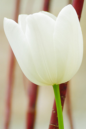 White Tulip