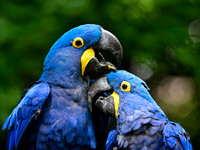2025.8 Nashville Zoo