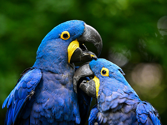 Nashville Zoo