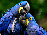 Nashville Zoo