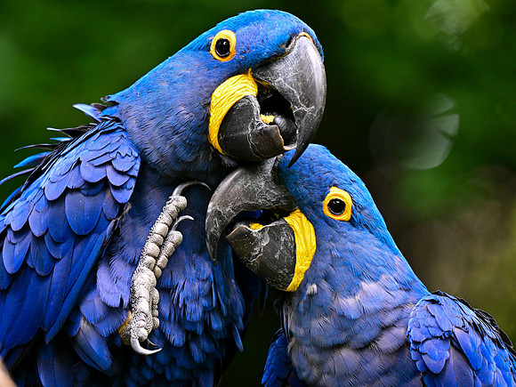 Nashville Zoo