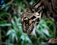 Nashville Zoo