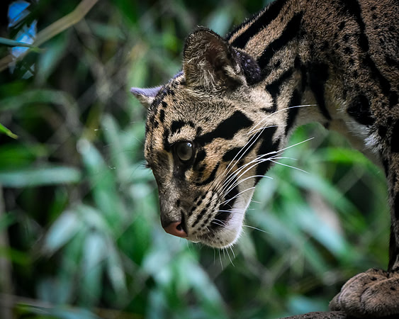 Nashville Zoo
