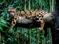 Nashville Zoo