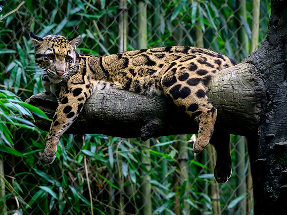 Nashville Zoo