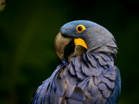 Nashville Zoo
