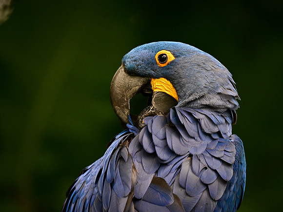 Nashville Zoo