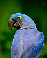 Nashville Zoo