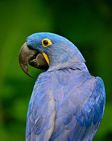 Nashville Zoo