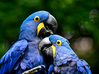 Nashville Zoo