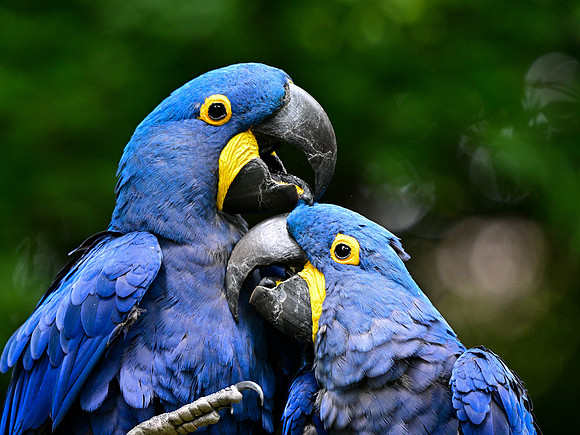Nashville Zoo