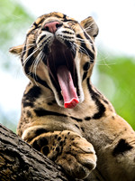 Nashville Zoo