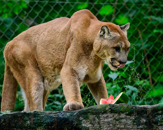 Nashville Zoo