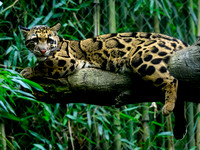 Nashville Zoo