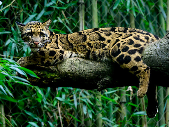 Nashville Zoo